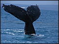 Hervey Bay questions-whales-56-.jpg
