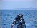 Hervey Bay questions-whales-58-.jpg