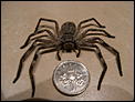 Can anyone identify this spider?-r0011137.jpg