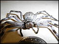 Can anyone identify this spider?-r0011139.jpg