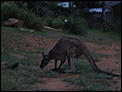 An Australian Visitor-img_0408.jpg
