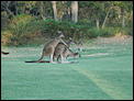 More amazing Aussie wildlife...-dsc00073.jpg