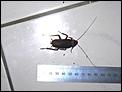 Cockroach, how big is yours??-p1020313.jpg