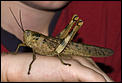 More amazing Aussie wildlife...-grasshopper.jpg
