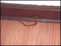 Help!!! Baby snake in bedroom!!!-pict0001.jpg