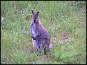 Tasmania??-wildlife-07-002.jpg