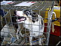 QUARANTINE - OUR DOG HAS DIED-imgp0210.jpg