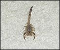 Encountered our first scorpion-scorpion2.jpg