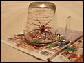 the lowdown on the bugs-spider-jug.jpg
