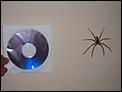 the lowdown on the bugs-cd-spider.jpg