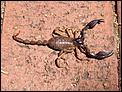 Encountered our first scorpion-dscf5104rs.jpg
