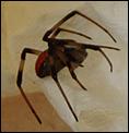 Is this a redback spider?-redback.jpg