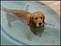 Taking our Chocolate Labrador to Adelaide-dsc01721-wince-.jpg