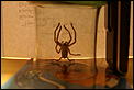 Tasmania??-tassie-2008-270.jpg
