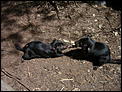 Tasmania??-tasmanian-devil-4.jpg