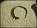 What type of snake is this taking a dip in my pool ?????-dscn1535.jpg