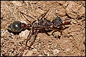 Ants-what kind are they?-bullant.jpg