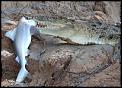 Battle of the wildlife titans-croc-shark-080523-2.jpg