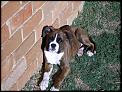 Here are my fur babies now! Boxer appreciation society??!!-duke-210608-013.jpg