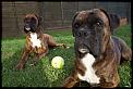 Here are my fur babies now! Boxer appreciation society??!!-dsc02986-%5B800x600%5D.jpg