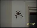 What type of Spider is this ????-864436738a6192640973l%5B1%5D-large-.jpg