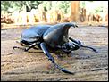 now, this is a beetle !!!!-img_9530.jpg