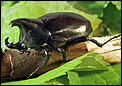 now, this is a beetle !!!!-rhino.jpg