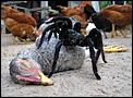 BIG SPIDER – anybody know what type?-freek-out.jpg