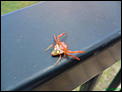 Anyone know what this is ?-dsc00155.jpg
