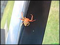 Anyone know what this is ?-dsc00158.jpg
