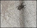 BIG SPIDER – anybody know what type?-sl370788.jpg