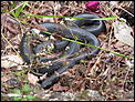 what type of snake ?-img_1229.jpg
