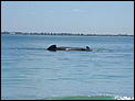 Whale watching?-dscf5152.jpg