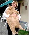 Cats to Australia-fat-cat.jpg