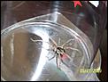 BIG SPIDER – anybody know what type?-102_3056.jpg