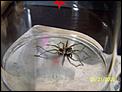 BIG SPIDER – anybody know what type?-102_3058.jpg