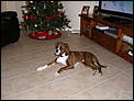 Dog owners: Does anyone have pet insurance?-christmas-08-007.jpg