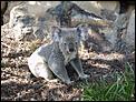 koala in australia-koala2.jpg