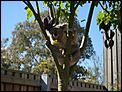 koala in australia-koala3.jpg