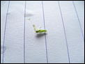 Tiny Green Flies-img_0467.jpg