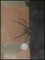 Anyone know what kind of spider this is?!-spider.bmp