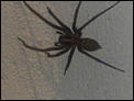 Anyone know what kind of spider this is?!-spider-2.jpg