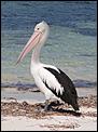 photo`s of life in Au-pelican.bmp