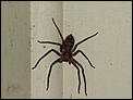 Aussie Bugs &amp; creepy crawlies.-img_1054.jpg