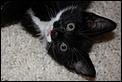 Cat owners in Oz........-img_3592-%5Bdesktop-resolution%5D2-copy-.jpg