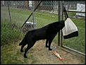 Pet Quarantine - Eastern Creek Post Entry Animal Quarantine Station-normal_035%7E25.jpg