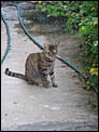 Kitties need a home...-img_2106.jpg