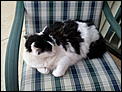 Pets - how many have you acquired since moving to Australia?-photo0275.jpg