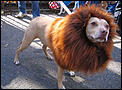 Nice holiday home in Cairns....-dog-lion-costume.jpg