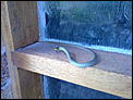 Snake in the house!-18042012256.jpg